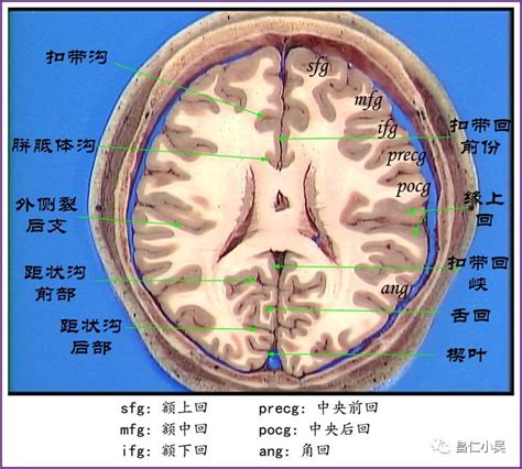 禽距裂